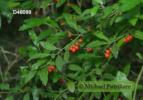 Bahama Horse-nettle (Solanum bahamense)